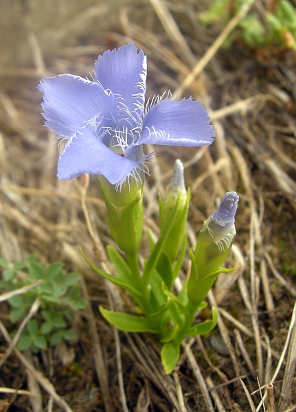Gentianopsis  ciliata