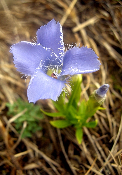 Gentianopsis  ciliata