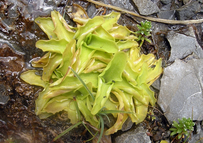 Pinguicula vulgaris L. subsp. vulgaris