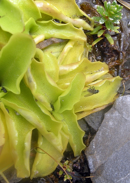 Pinguicula vulgaris L. subsp. vulgaris