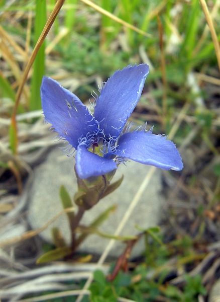 Gentianopsis  ciliata