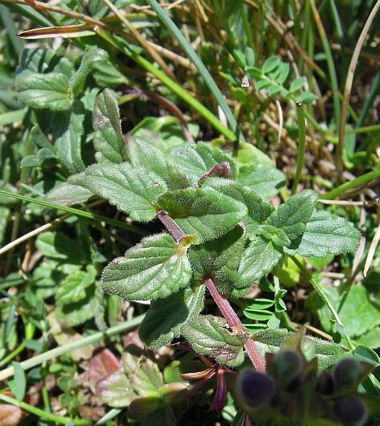 Scutellaria alpina