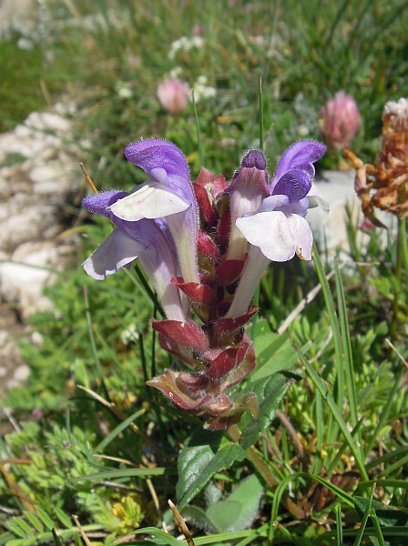 Scutellaria alpina