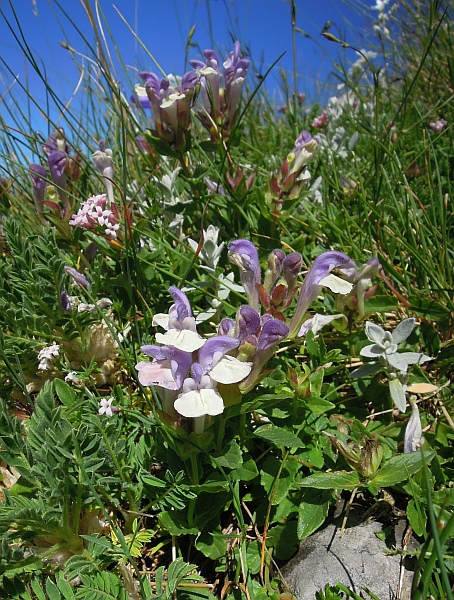 Scutellaria alpina