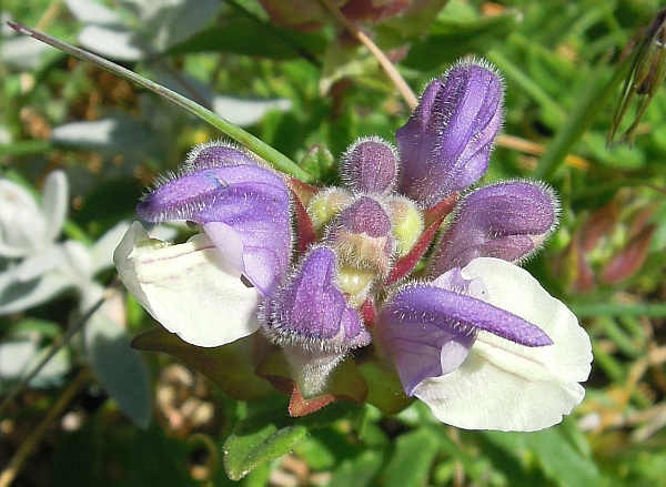 Scutellaria alpina