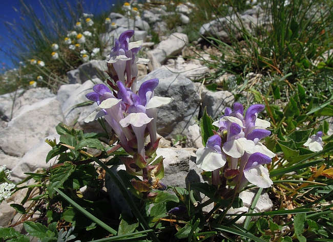 Scutellaria alpina