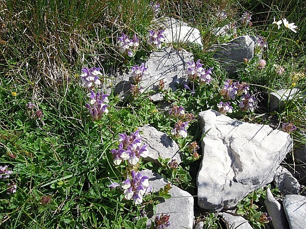 Scutellaria alpina