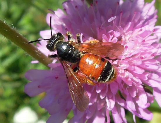 Andrena hattorfiana ♀ (Apidae Andreninae)