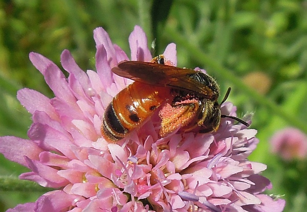 Andrena hattorfiana ♀ (Apidae Andreninae)