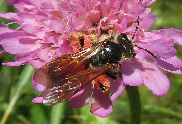 Andrena hattorfiana ♀ (Apidae Andreninae)