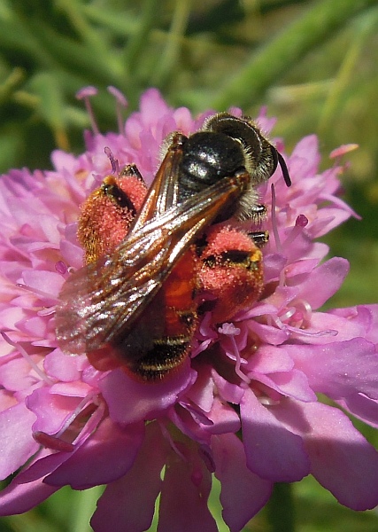 Andrena hattorfiana ♀ (Apidae Andreninae)
