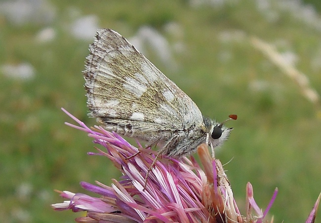 Da determinare ... pyrgus sp.?