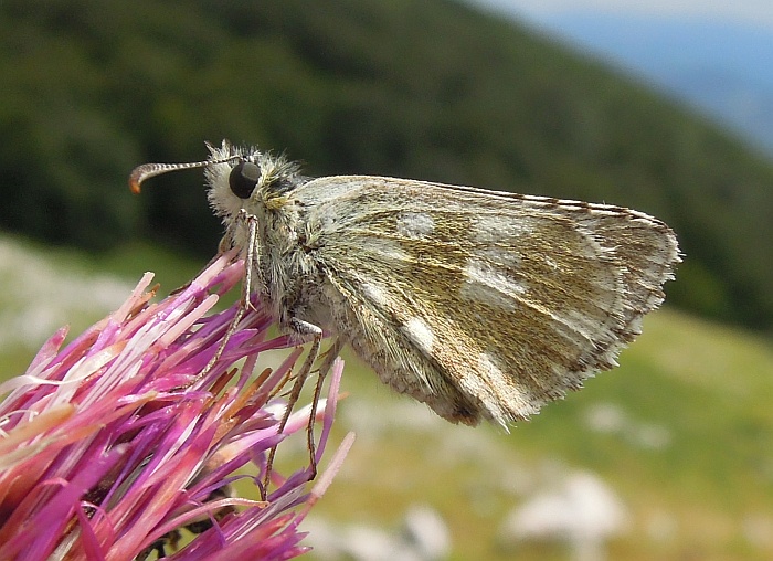 Da determinare ... pyrgus sp.?