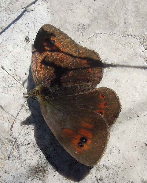 Erebia ...?