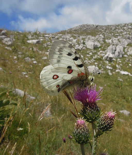Parnassius apollo