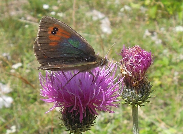 Erebia ...?