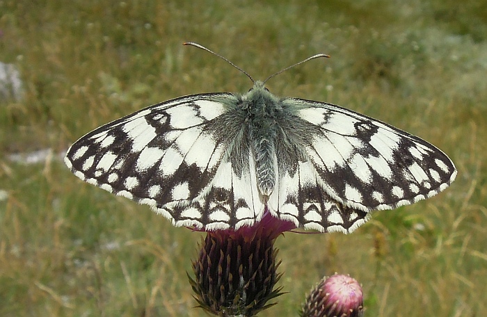 Melanargia russiae?