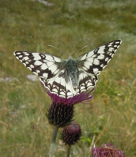 Melanargia russiae?