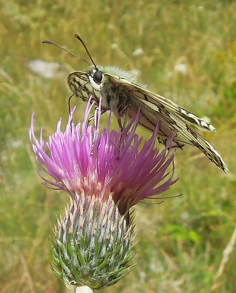 Melanargia russiae?