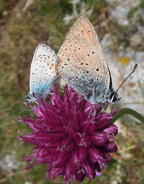 Lysandra bellargus?