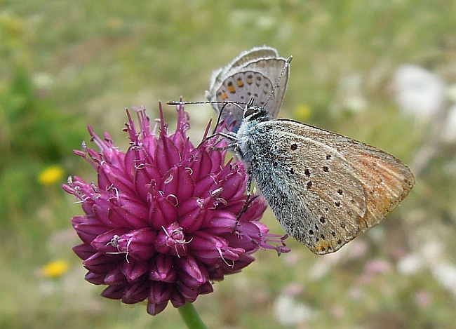 Lysandra bellargus?
