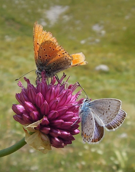 Lysandra bellargus?