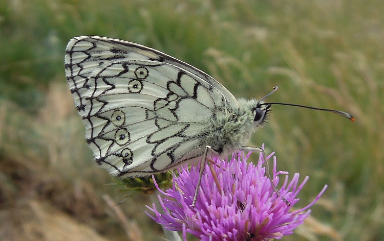 Melanargia russiae?