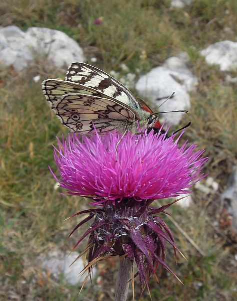 Melanargia russiae?