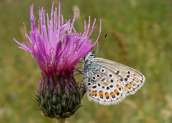 Lysandra bellargus?