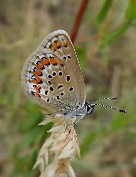 Lysandra bellargus?