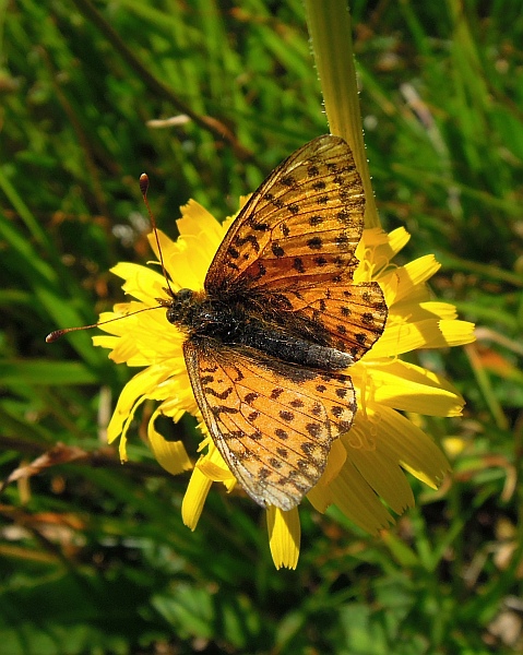 melitaea ...?