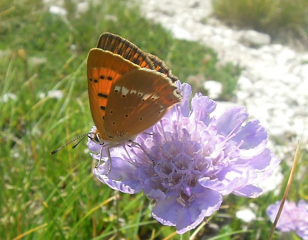 Lycaena ..