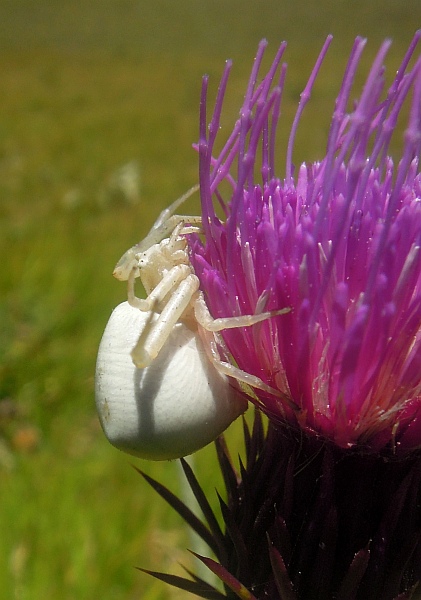 Thomisus onustus