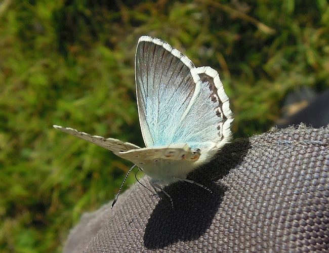 Polyommatus ...?