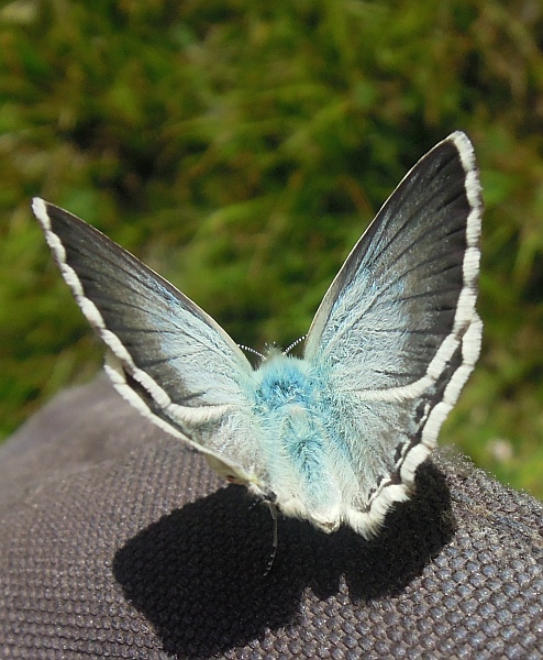 Polyommatus ...?
