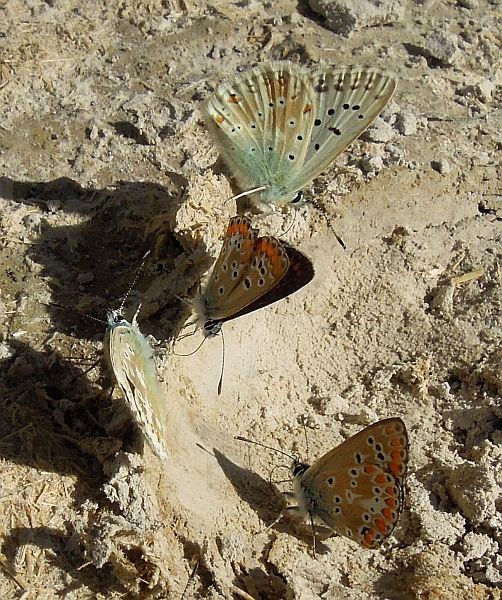 Polyommatus ...?