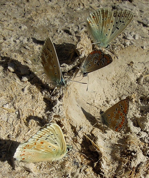Polyommatus ...?