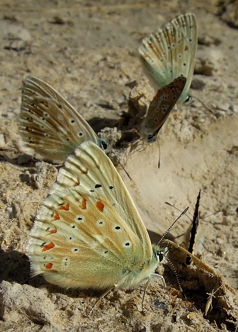 Polyommatus ...?