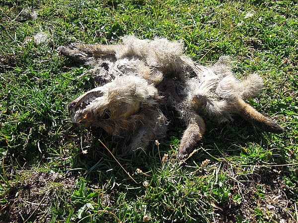Cucciolo di canis lupus italicus?