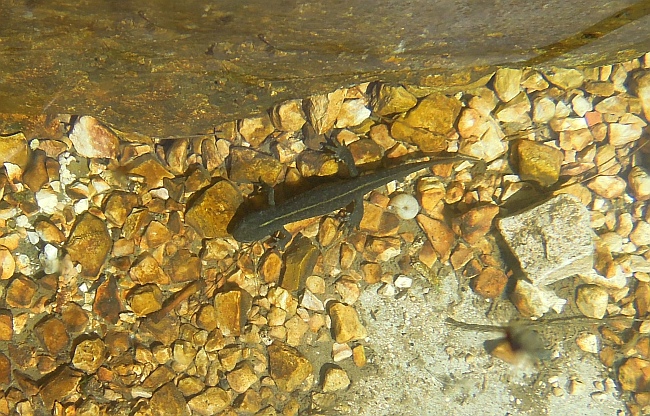 Tritone crestato in Abruzzo