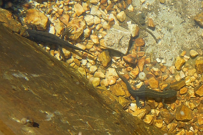 Tritone crestato in Abruzzo