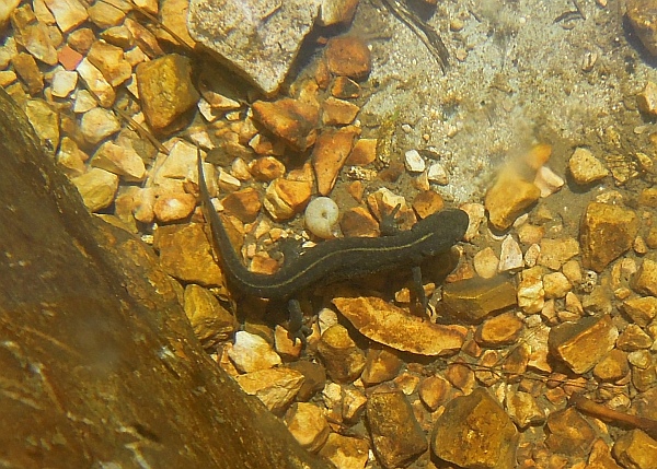 Tritone crestato in Abruzzo