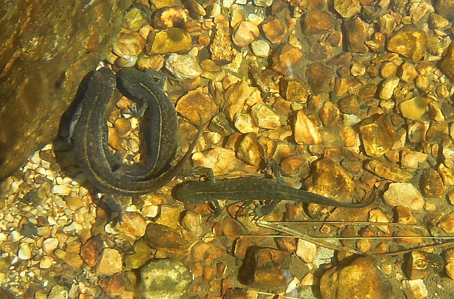 Tritone crestato in Abruzzo