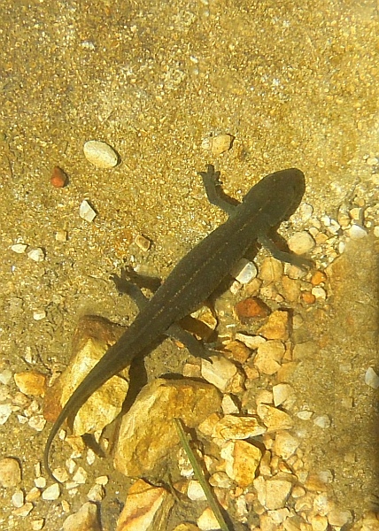 Tritone crestato in Abruzzo