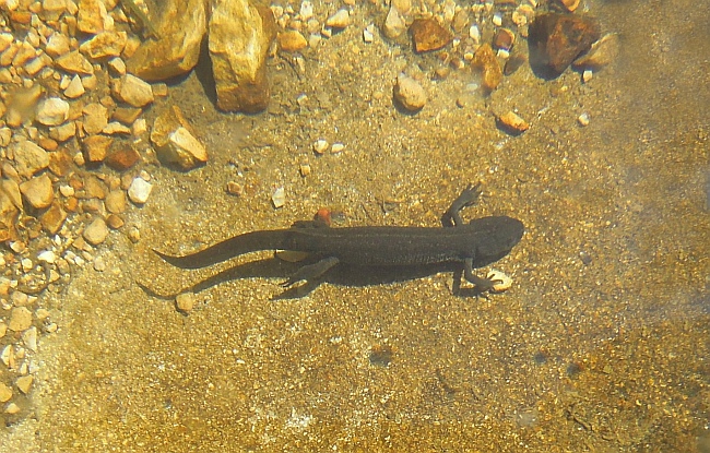 Tritone crestato in Abruzzo