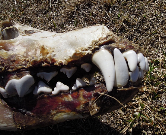 Cranio ..... canide?