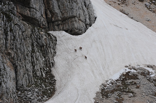 Camoscio d''Abruzzo Rupicapra pyrenaica ornata