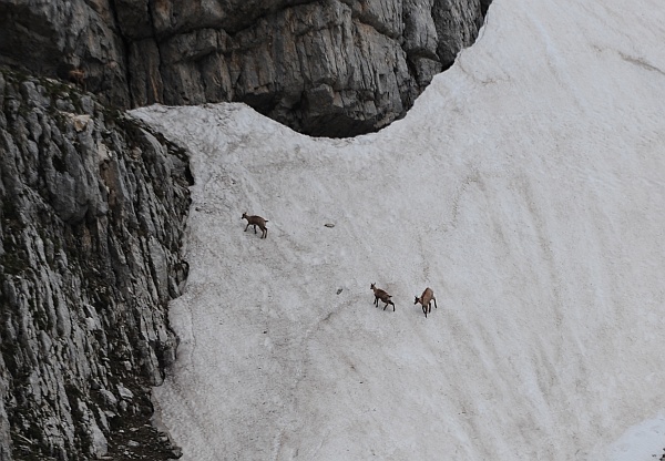 Camoscio d''Abruzzo Rupicapra pyrenaica ornata