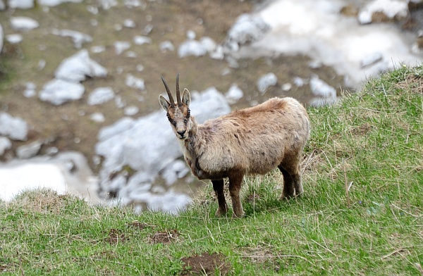 Camoscio d''Abruzzo Rupicapra pyrenaica ornata
