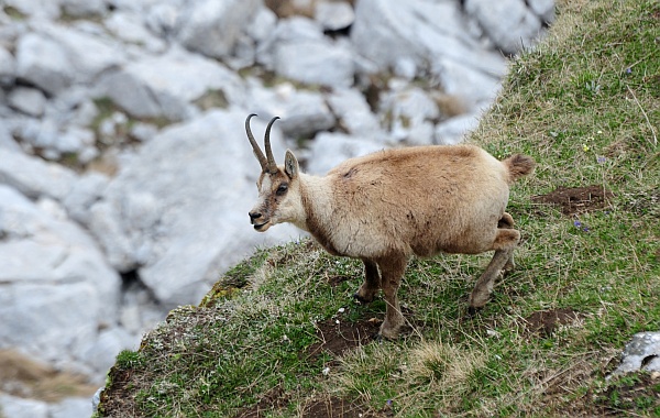 Camoscio d''Abruzzo Rupicapra pyrenaica ornata